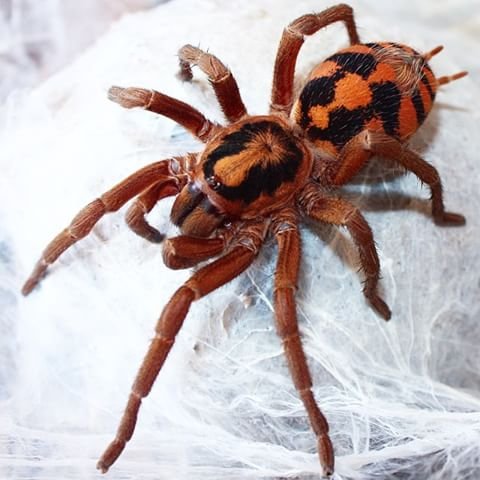 Pumpkin Patch Tarantula