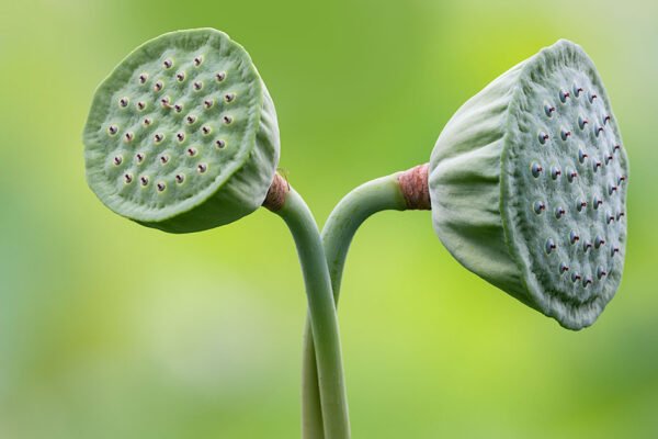lotus flower pod