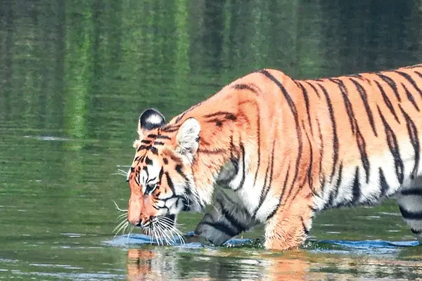 Bardia Tiger Tracking Tour 4 Nights: An Immersive Wildlife Adventure in Nepal’s Hidden Gem Bardia